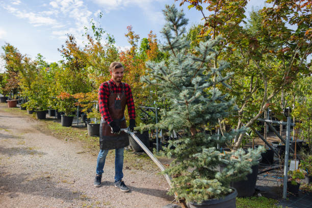 The Steps Involved in Our Tree Care Process in Charlotte, MI